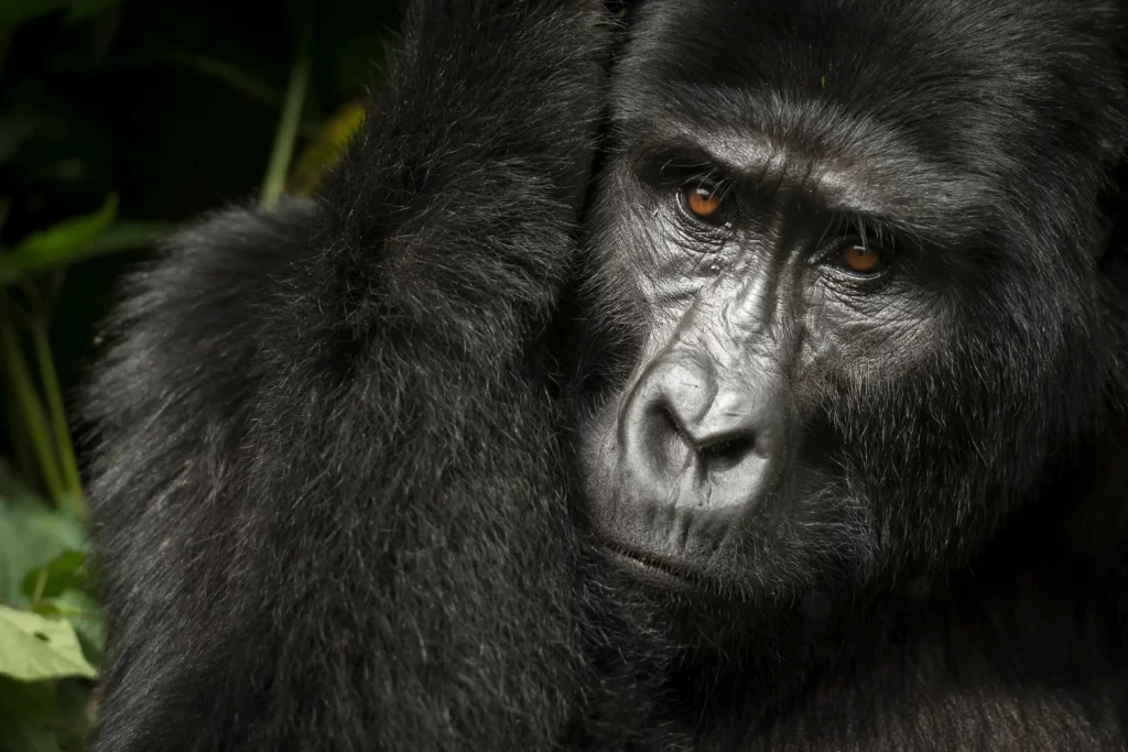 Virunga National Park