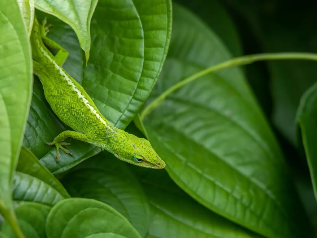 Unique nature of Kauai Island