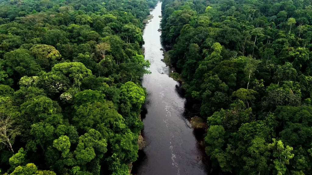 Central Africa nature