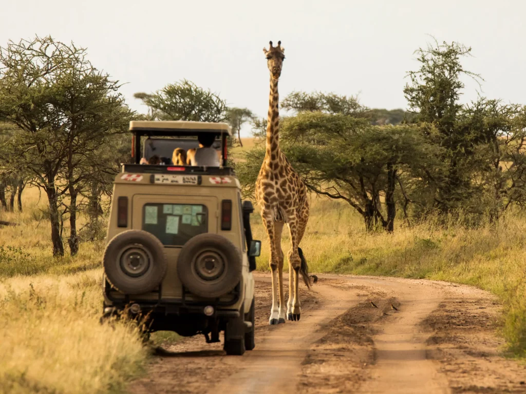 African safari